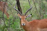 Grant's Gazelle in Lake Nakuru, Kenya