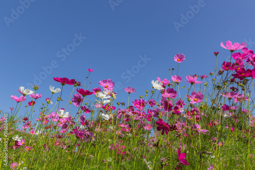 Pink white and red cosmos flowers garden,Blurry to soft focus and retro film look new color modern tone. © phonrat
