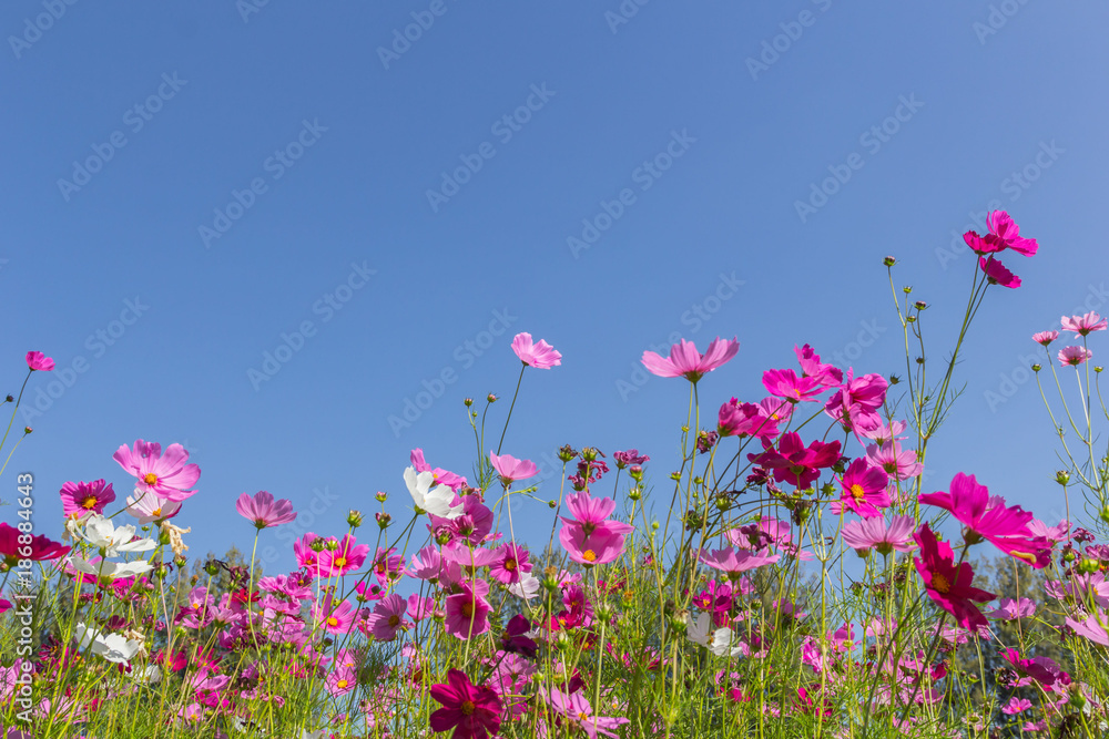Pink white and red cosmos flowers garden,Blurry to soft focus and retro film look new color modern tone.