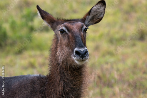 Defassa Waterbuck in Lake Nakuru National Park, Kenya