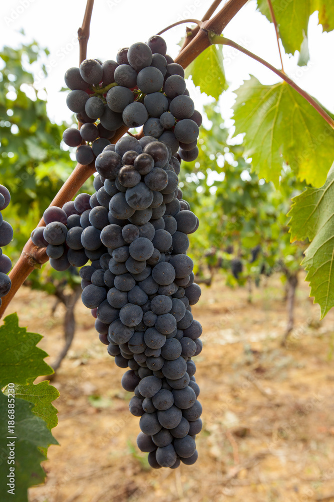 Fototapeta premium ripe red grape clusters on the vine