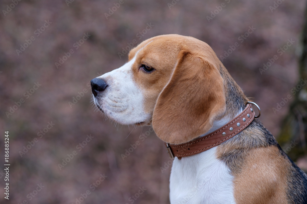 dog portrait Beagle for a walk