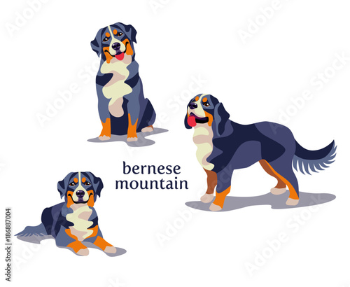 Vector illustration of Bernese Mountain Dog in different poses isolated on white background.