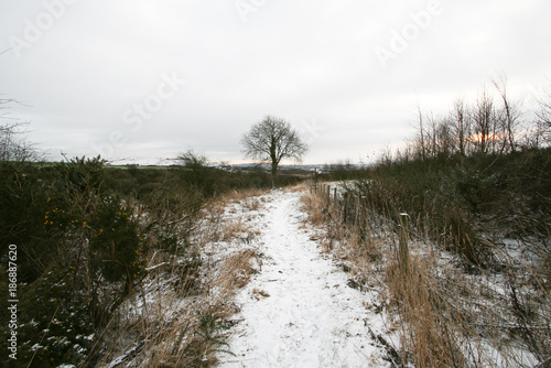 Wallpaper Mural Snowy walk Torontodigital.ca