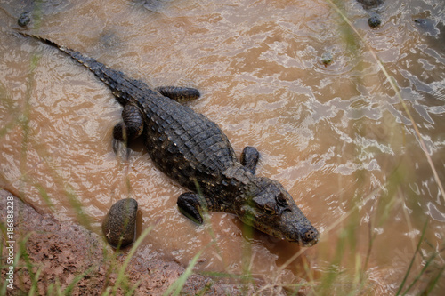 Crocodile in a River