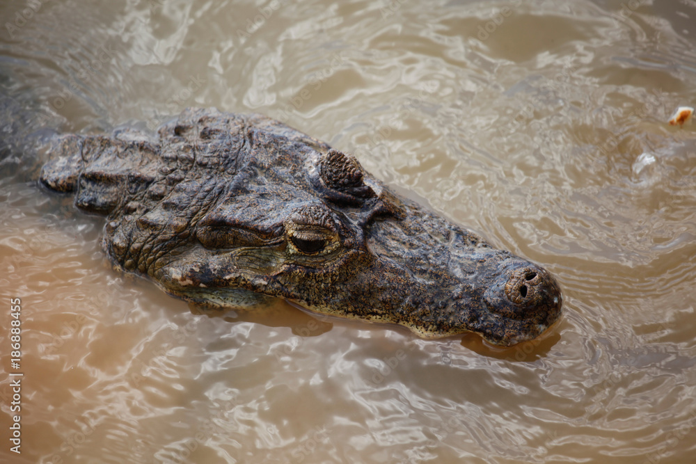 Crocodile in a River Crocodile in a River