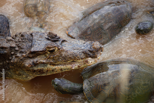 Crocodile and Turtle in a River