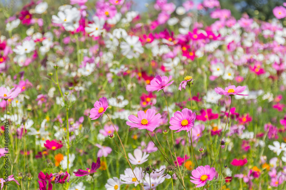 Pink white and red cosmos flowers garden.