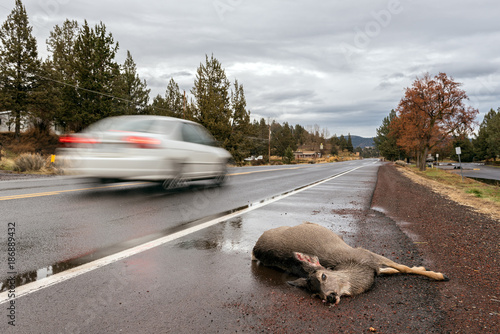 Deer hit by a car on a country road photo