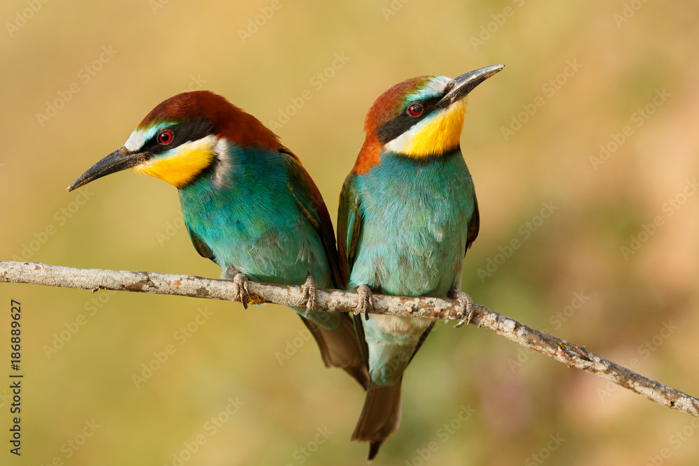 Couple of bee-eaters