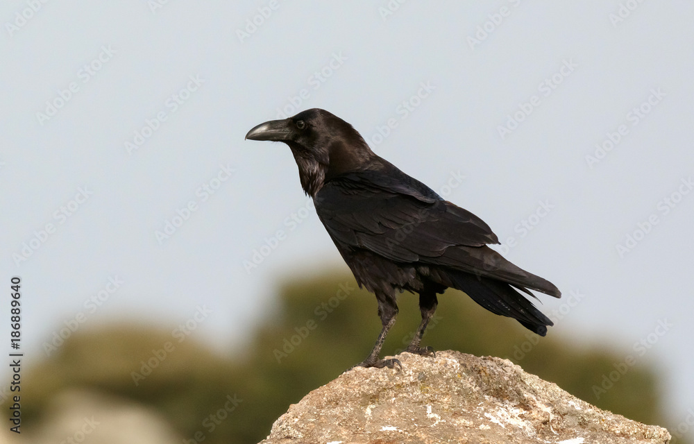 Fototapeta premium Black crow surrounded of yellow flowers
