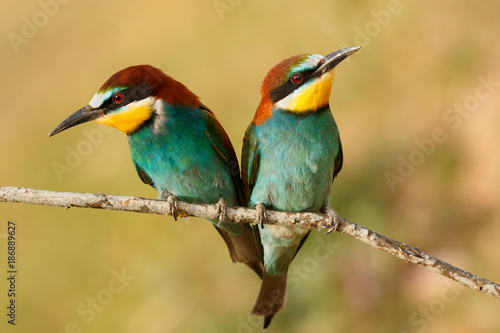 Couple of bee-eaters
