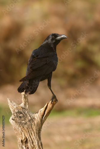 Brigh black plumage of a crow