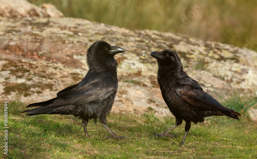 Black crows © Gelpi
