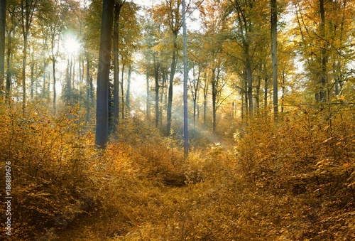 Herbstwald © Kai