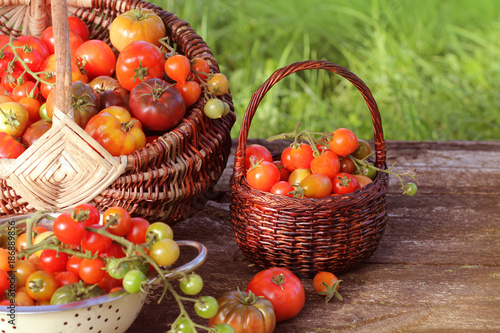 Fototapeta Naklejka Na Ścianę i Meble -  Heirloom variety tomatoes in baskets on rustic table. Colorful tomato - red,yellow , orange. Harvest vegetable cooking conception