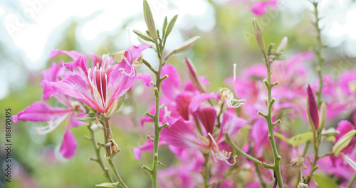 Bauhinia flower in garden © leungchopan