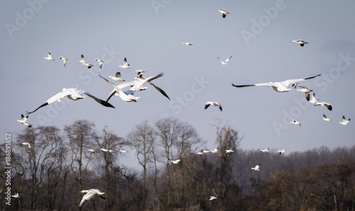 Snow Geese in the Sky