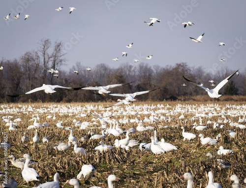 Snow Geese Lift-Off