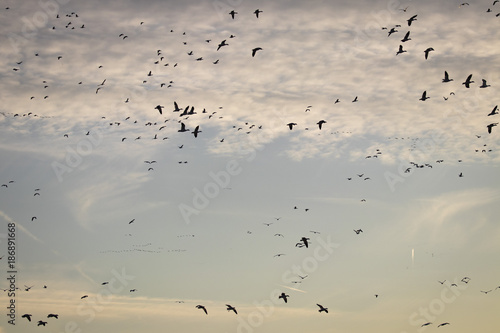 Snow Geese at Twilight