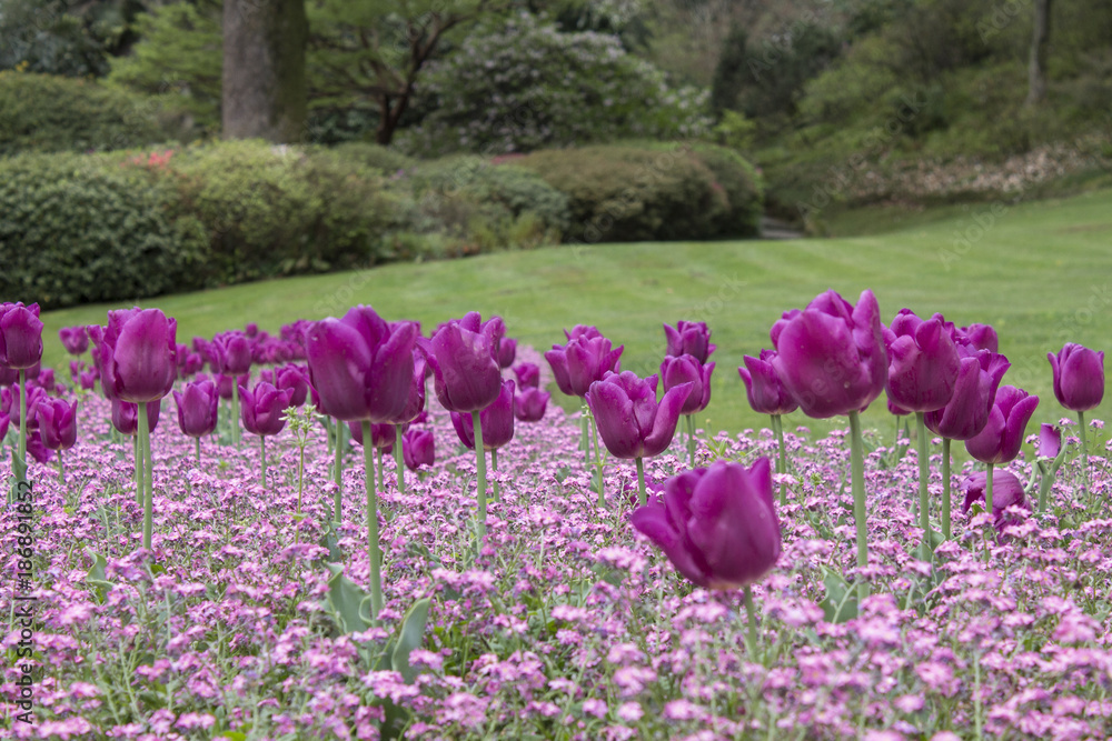 Violet tulips Violet tulips