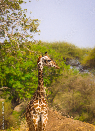 Photography Giraffe in Tarangire National Park, Tanzania