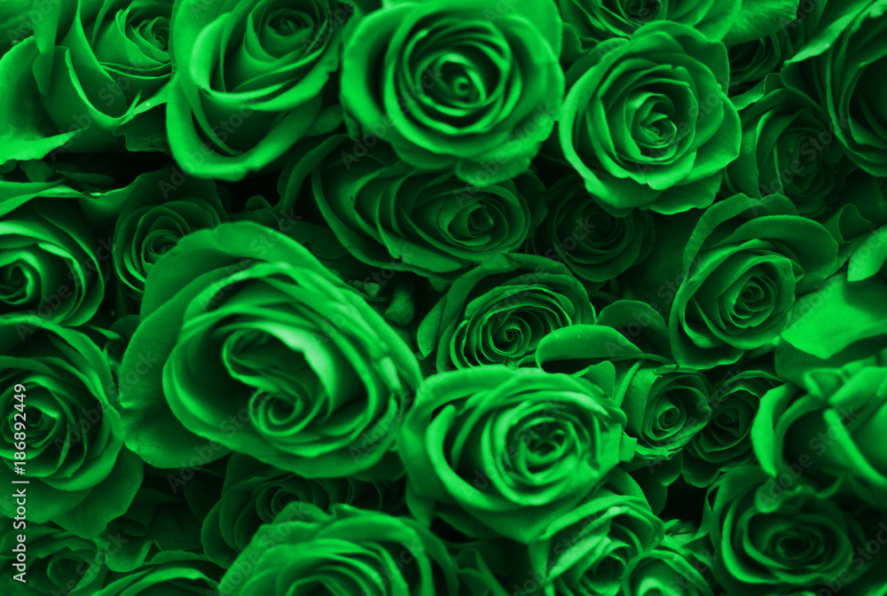 Background of many green roses. Valentine's Day. Stock Photo | Adobe Stock