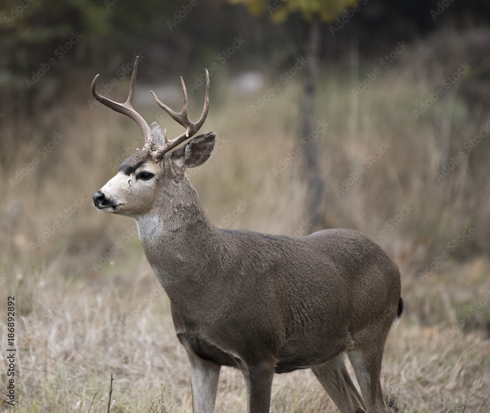 Black-tailed deer in the Oregon woods