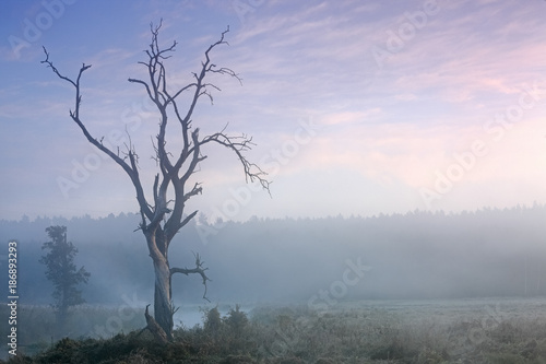 Wallpaper Mural mglisty świt nad rzeką Łyną Torontodigital.ca