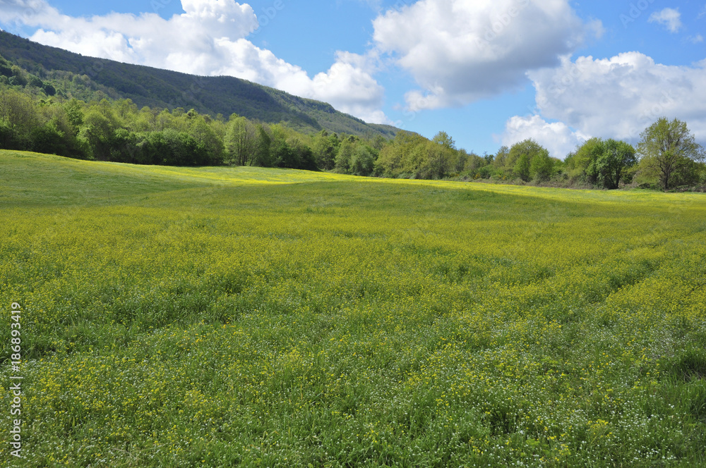 Prato primaverile con bosco e collina sullo sfondo. Pratoni del Vivaro, Castelli Romani,  Lazio, Italia