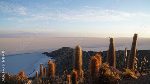 Cactus On Rock Formation In Desert Against Blue Sky, Salar De Uyuni, Bolivia