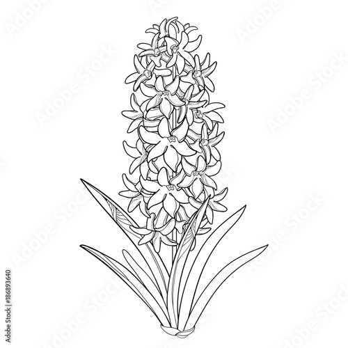 Vector bouquet with outline Hyacinth flower bunch, bud and ornate leaves in black isolated on white background. Fragrant bulbous plant in contour style for spring design or coloring book. 