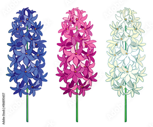 Fototapeta Naklejka Na Ścianę i Meble -  Vector set with outline Hyacinth flower bunch in blue, white and pink color isolated on white background. Fragrant bulbous plant in contour style for greeting spring design. 