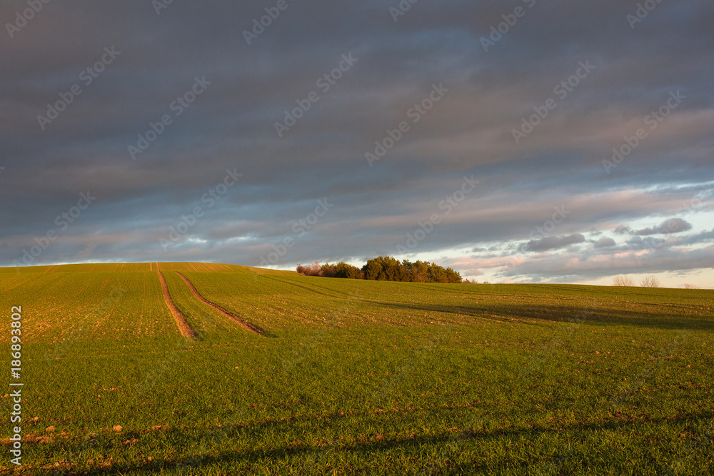 Obraz premium Abendhimmel über dem Feld