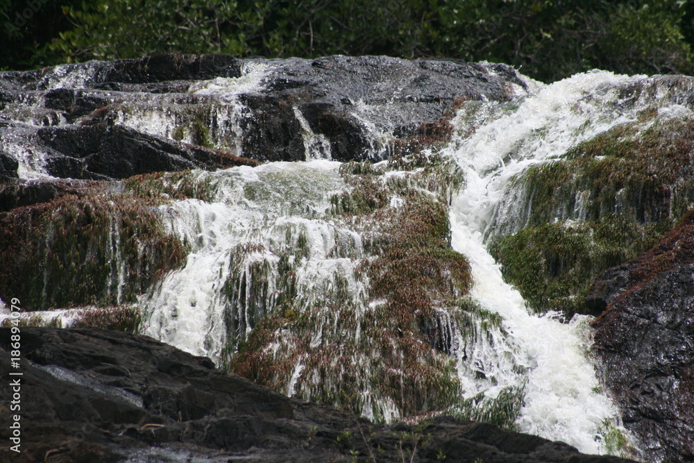 Fototapeta premium South America - Surinam jungle