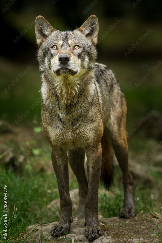 Obraz premium Grey Wolf