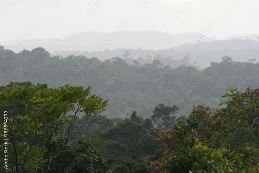 South America - Surinam jungle South America - Surinam jungle