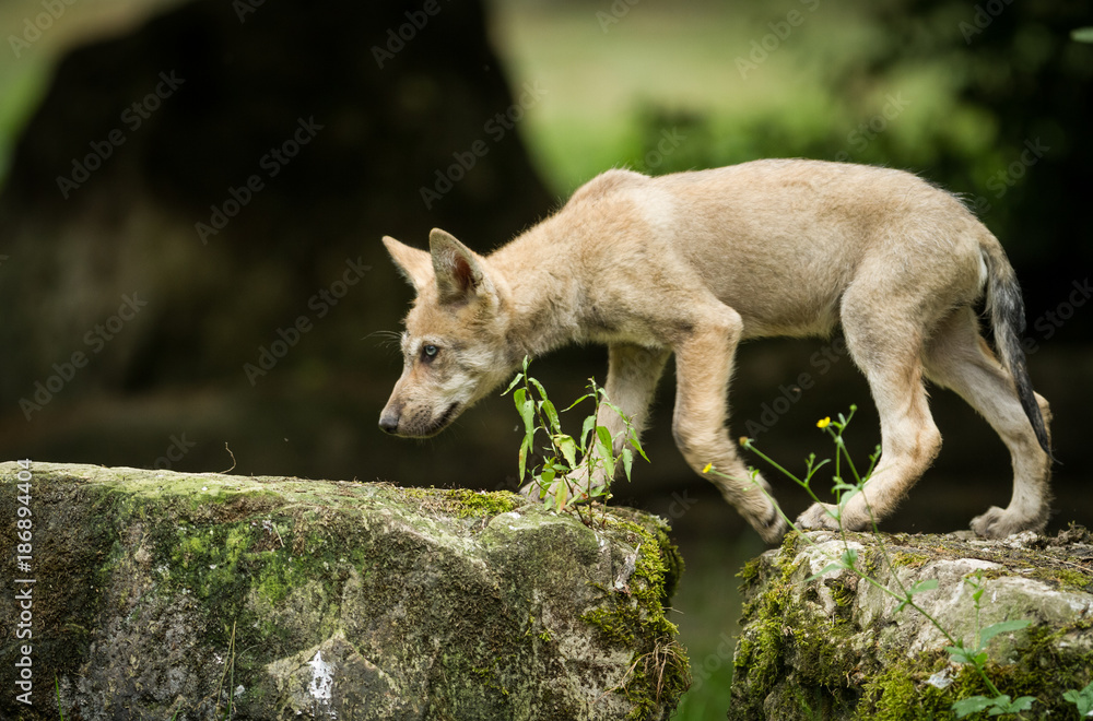 Obraz premium Grey Wolf