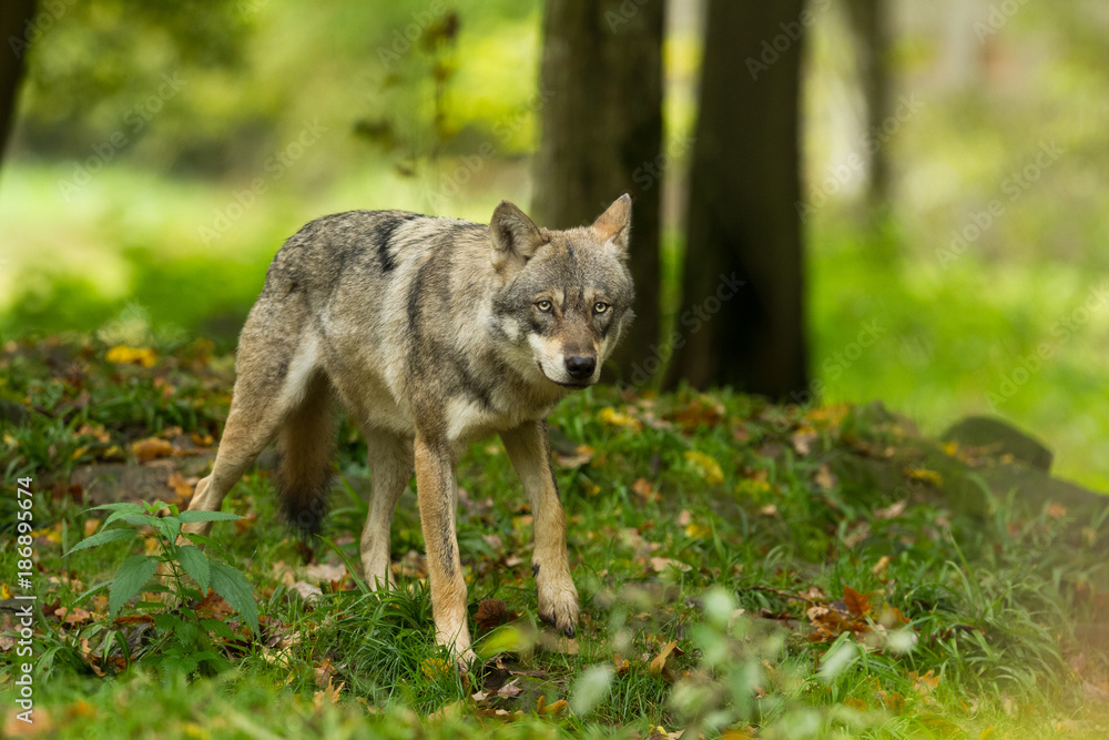 mammal, animal, wolf, wildlife, nature, predator, canine, gray, lupus, grey, wild, dog, carnivore, canis, forest, gray wolf, outdoors, grey wolf, natural, snow, winter, creature, outside, beast, wilde