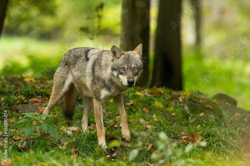 mammal, animal, wolf, wildlife, nature, predator, canine, gray, lupus, grey, wild, dog, carnivore, canis, forest, gray wolf, outdoors, grey wolf, natural, snow, winter, creature, outside, beast, wilde