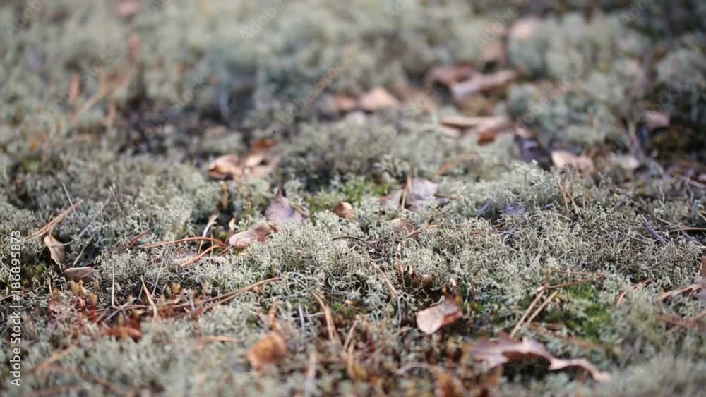 Panoramic refocusing shot of clumps of moss spread on the ground in the forest Panoramic refocusing shot of clumps of moss spread on the ground in the forest