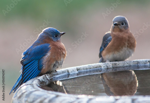 Male and Female Blue Birds