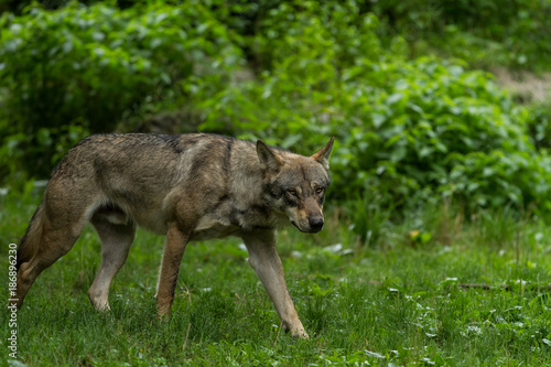 Grey Wolf