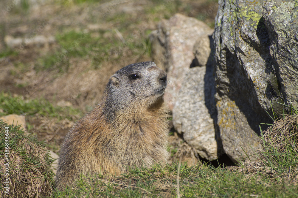 Marmot of the alps inside a hole Marmot of the alps inside a hole