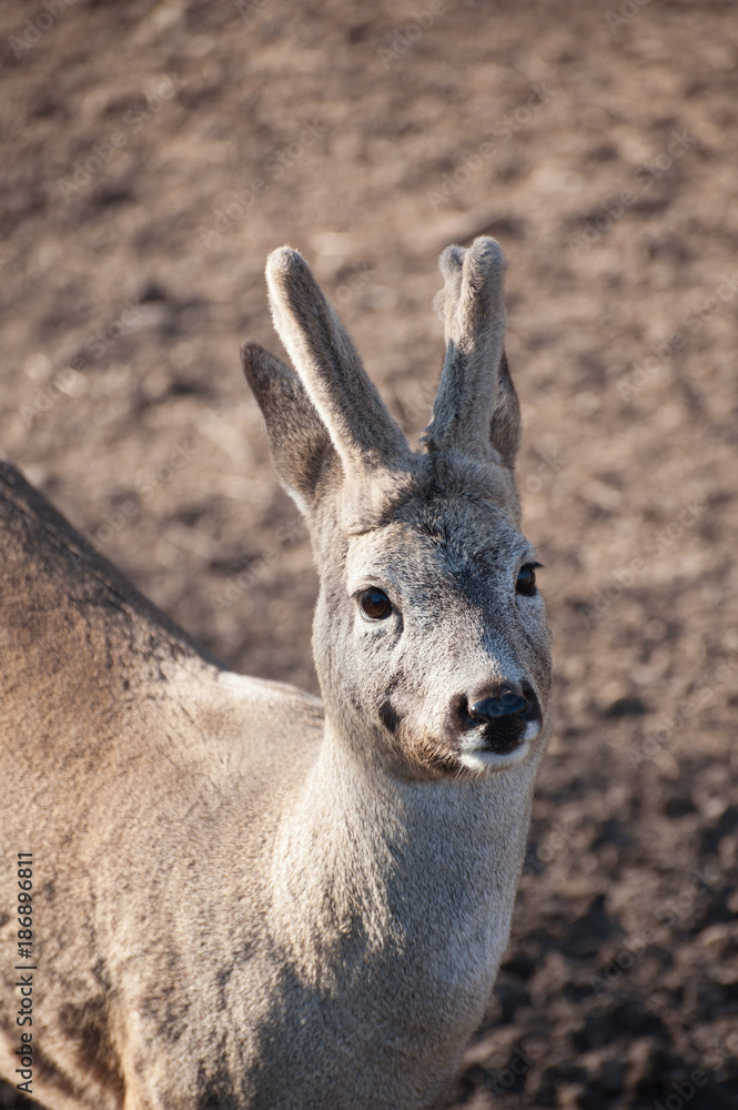 Roebuck with horns. Portrait of European roe deer. Wild beautiful animal.