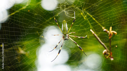 Giant Spider photo