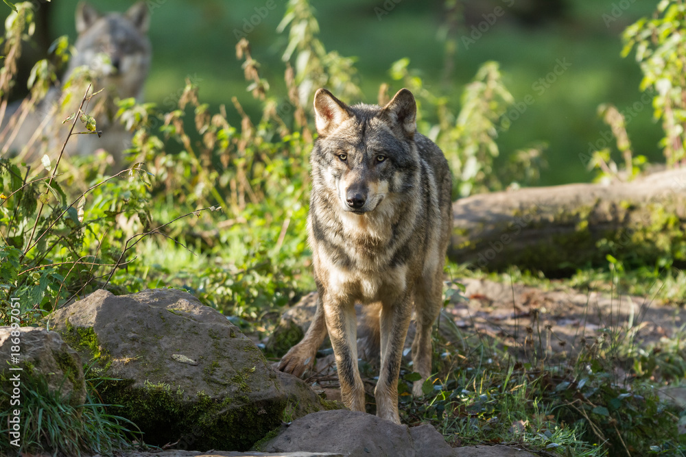 Grey Wolf Grey Wolf