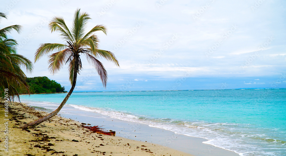 Paradise Tropical Beach Palm The Caribbean Sea