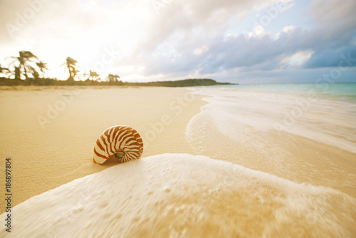 Photography nautilus sea shell on hot sand beach