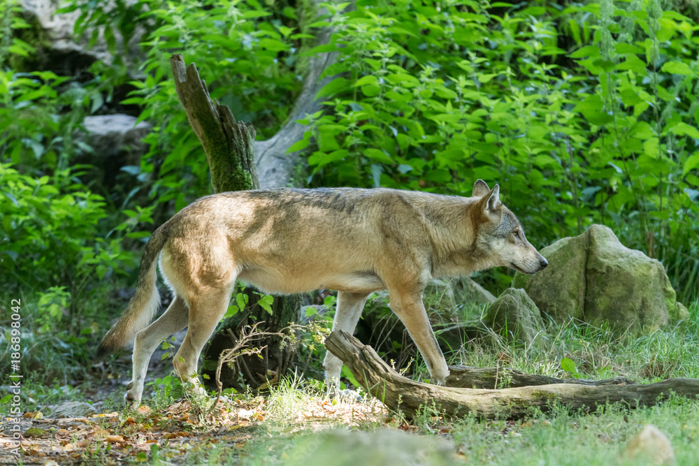 Grey Wolf Grey Wolf